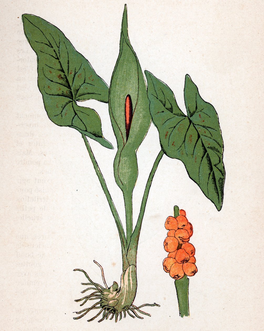 Gefleckter Aronstab (Arum maculatum oder Chandelle, Veal