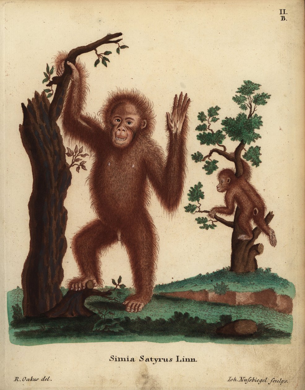 Sumatra-Orang-Utan, Pongo abelii. Kritisch bedroht. Simia satyrus Linn. Handkolorierte Kupferstichgravur von Johann Nussbiegel nach einer Illustration von R. Oakes aus Johann Christian Daniel Schrebers Tierillustrationen nach der Natur von Unbekannter Künstler