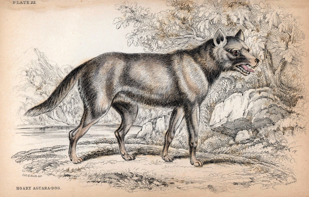 Der Chenu-Fuchs oder Brasilianischer Fuchs, Lycalopex vetulus - Lithographie von Colonel Charles Hamilton Smith zur Illustration von „Naturalist