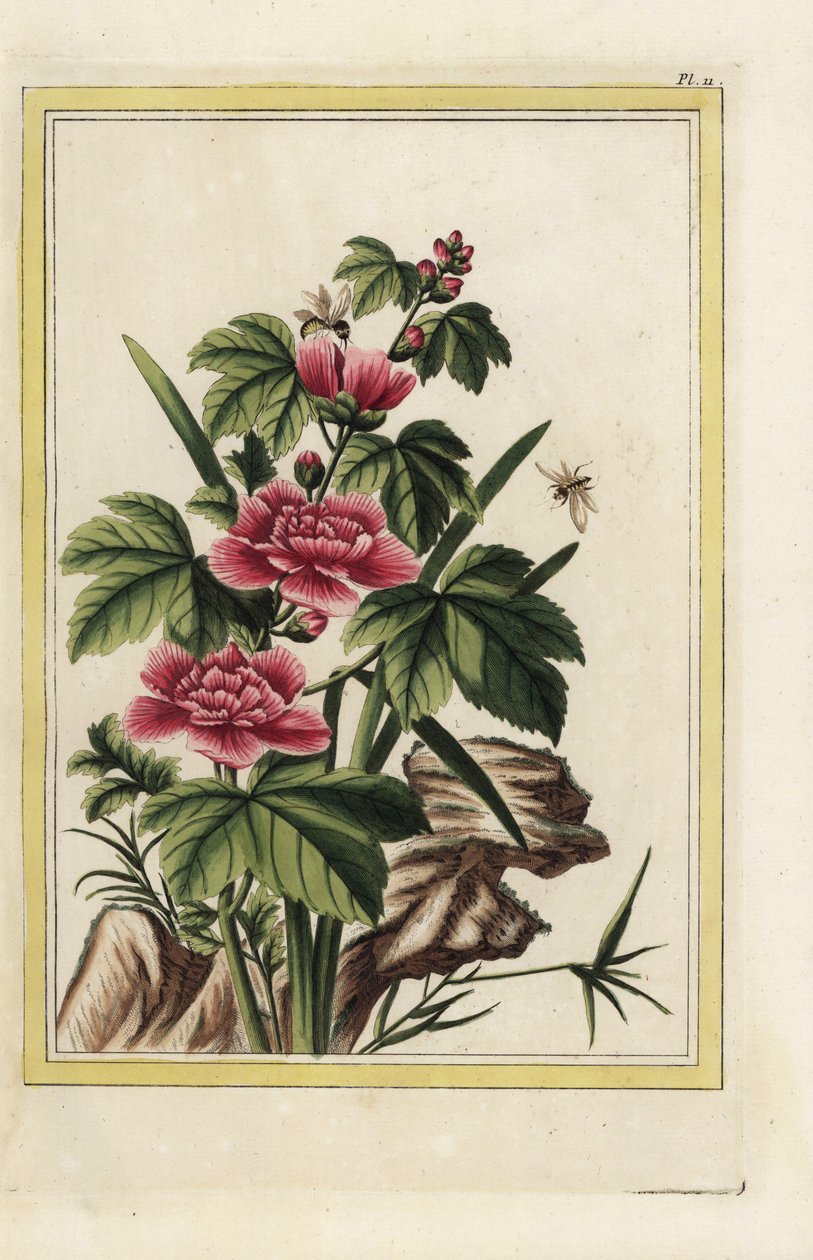 Der Purpurbaum hat fleischfarbene Blüten. Roseneibisch, Hibiscus syriacus. Handkolorierte Radierung aus Pierre Joseph Buchoz