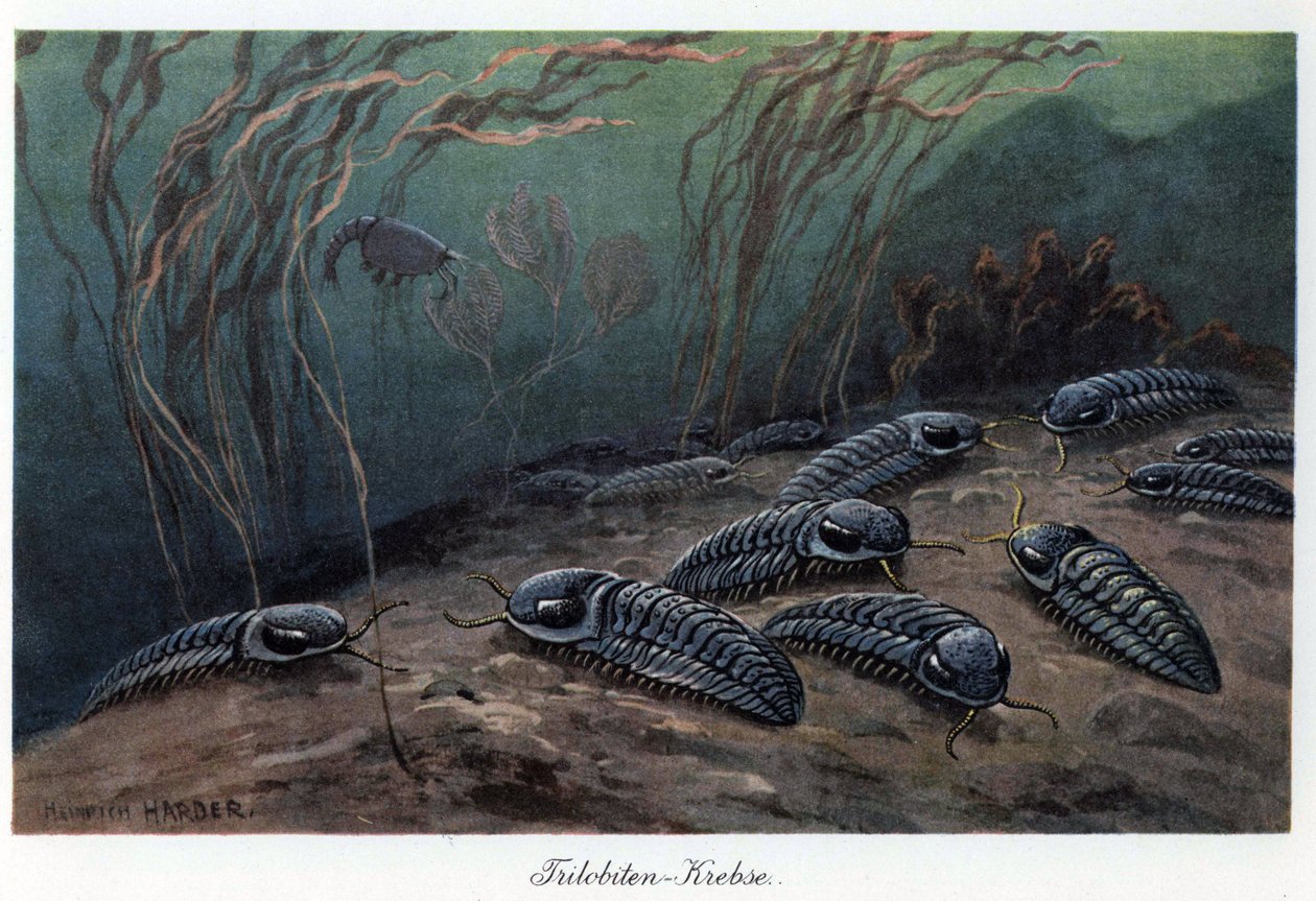 Trilobiten (drei Lappen), fossile marine Gliederfüßer der Familie Trilobia, die während des Paläozoikums (Primärzeit) vom Kambrium bis zum Perm lebten. Farbige Illustration von Heinrich Harder (1858-1935) in „Tiere der Urwelt“, Text von Unbekannter Künstler