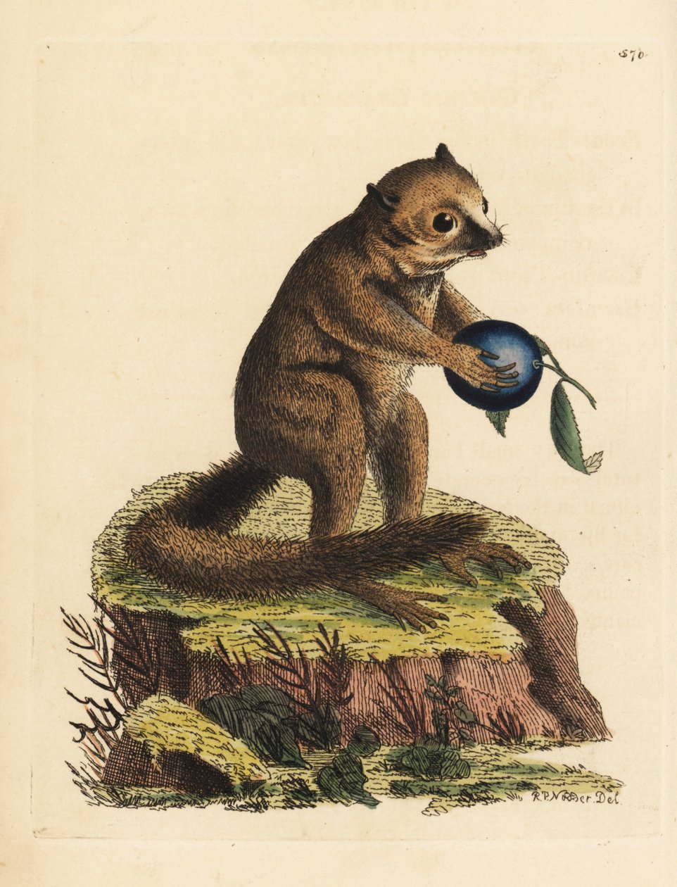 Unbekannte Art von Buschbaby oder Mausmaki (Minute lemur, Lemur minutus). Illustration gezeichnet und graviert von Richard Polydore Nodder. Handkolorierter Kupferstich aus George Shaw und Frederick Nodders The Naturalist