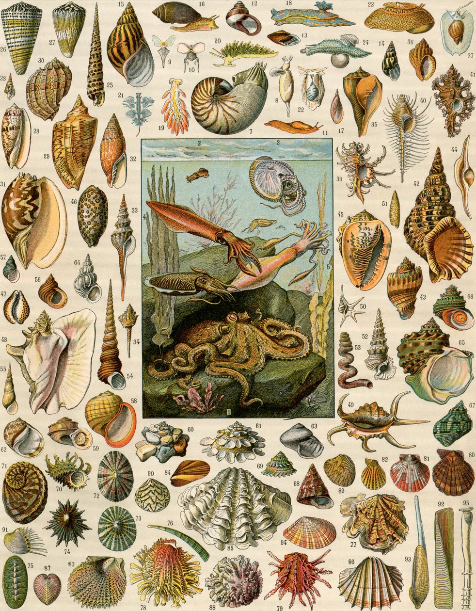 Verschiedene Molluskenarten, mit Jakobsmuscheln, Muscheln, Schnecken und Tintenfischen. Lithographie des 19. Jahrhunderts. von Unbekannter Künstler