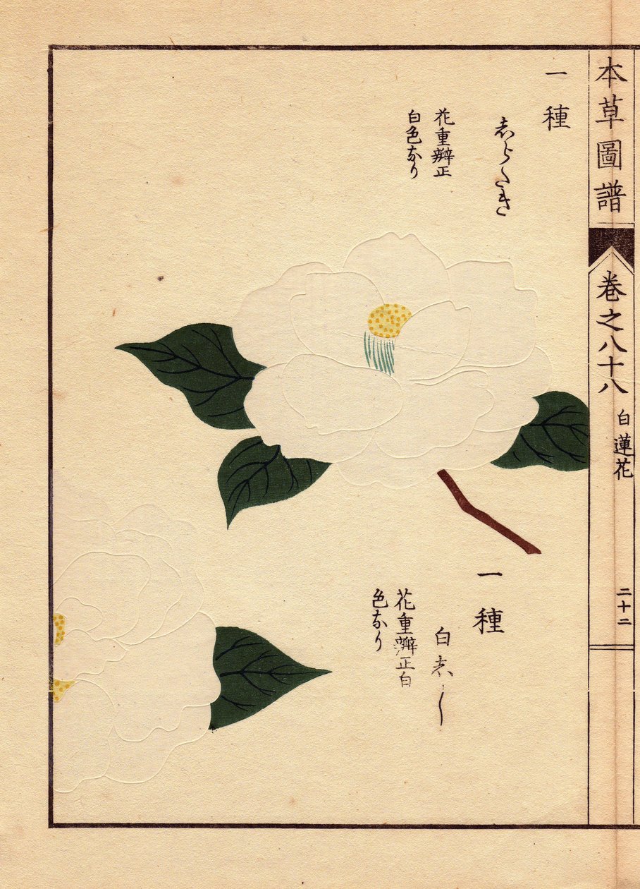 Japanische Kamelien (Thea japonica Nois): Shirataki und Shiroshishi, mit weißen Blüten (Holzschnitt von Kanen Iwasaki, aus Honzo Zufu) von Unbekannter Künstler