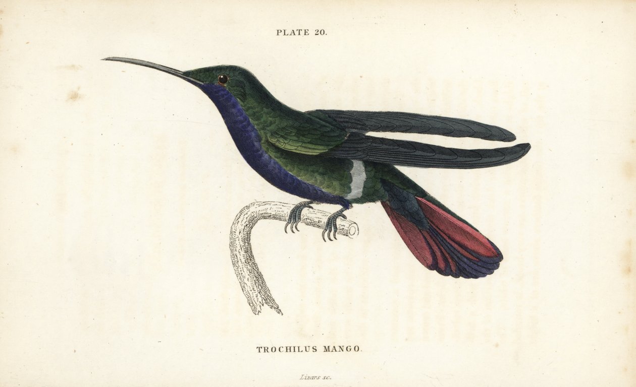 Veraguan-Mango, Anthracothorax veraguensis (Mango-Kolibri, Trochilus mango). Handkolorierter Stahlstich von William Lizars aus Sir William Jardines Naturalist