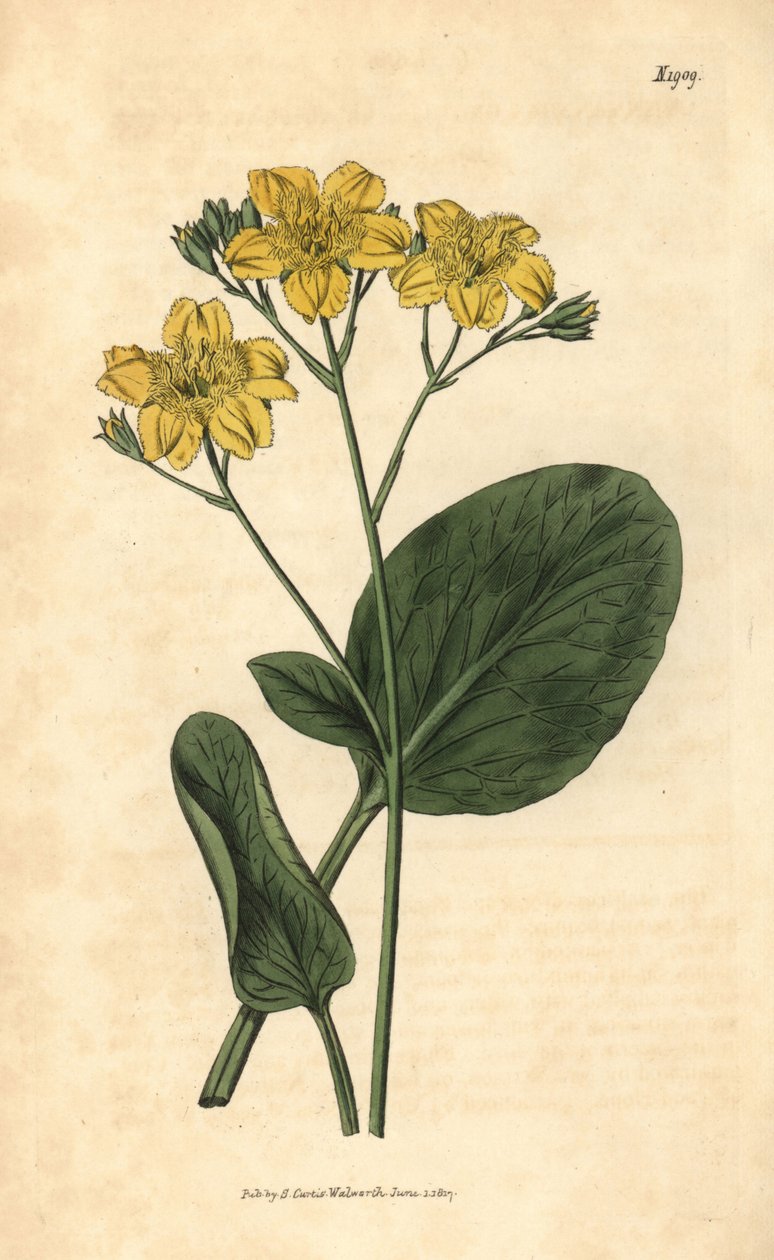 Villardie - Villarsia ovata (Ovalblättriger Kapfieberklee, Menyanthes ovata). Handkolorierter botanischer Stich aus John Sims