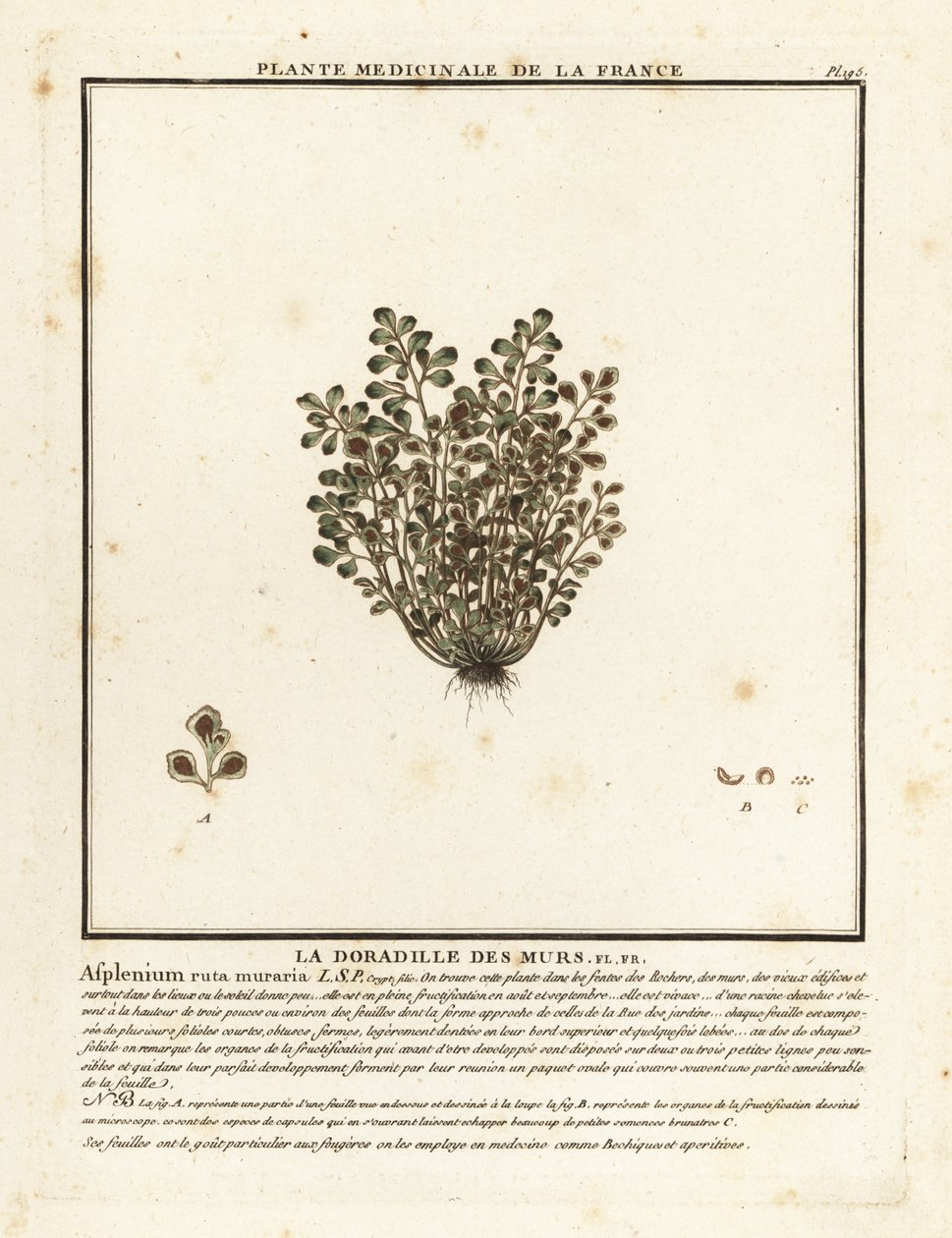 Mauerraute, Asplenium ruta-muraria von Unbekannter Künstler