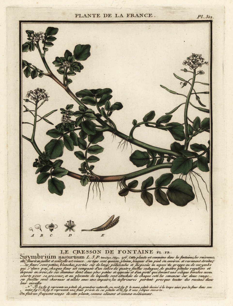 Brunnenkresse, Nasturtium officinale von Unbekannter Künstler