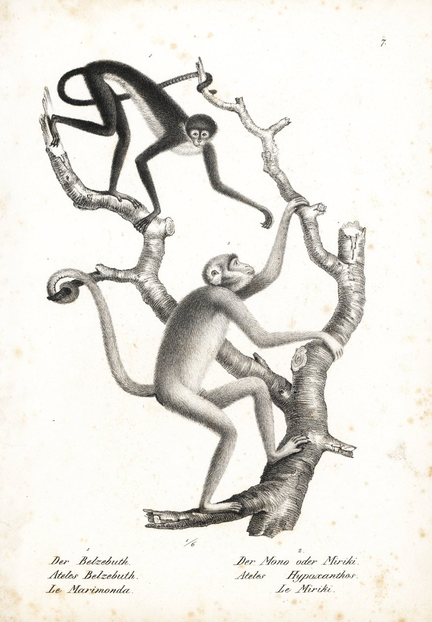 Weißbauch-Spinnenaffe, Ateles belzebuth (gefährdet), und Nördlicher Muriqui, Brachyteles hypoxanthus (Ateles hypoxanthus), kritisch gefährdet. Lithographie von Karl Joseph Brodtmann aus Heinrich Rudolf Schinz