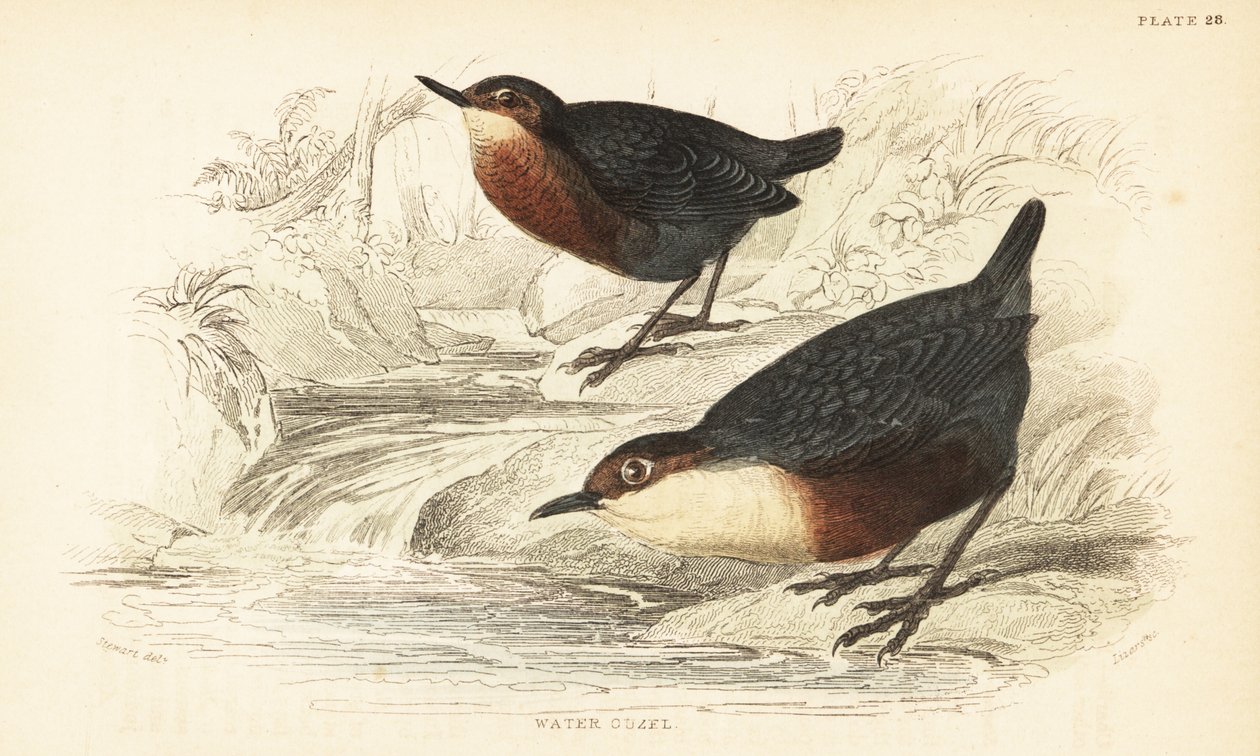 Wasseramsel, Cinclus cinclus. 1889 (Gravur) von Unbekannter Künstler