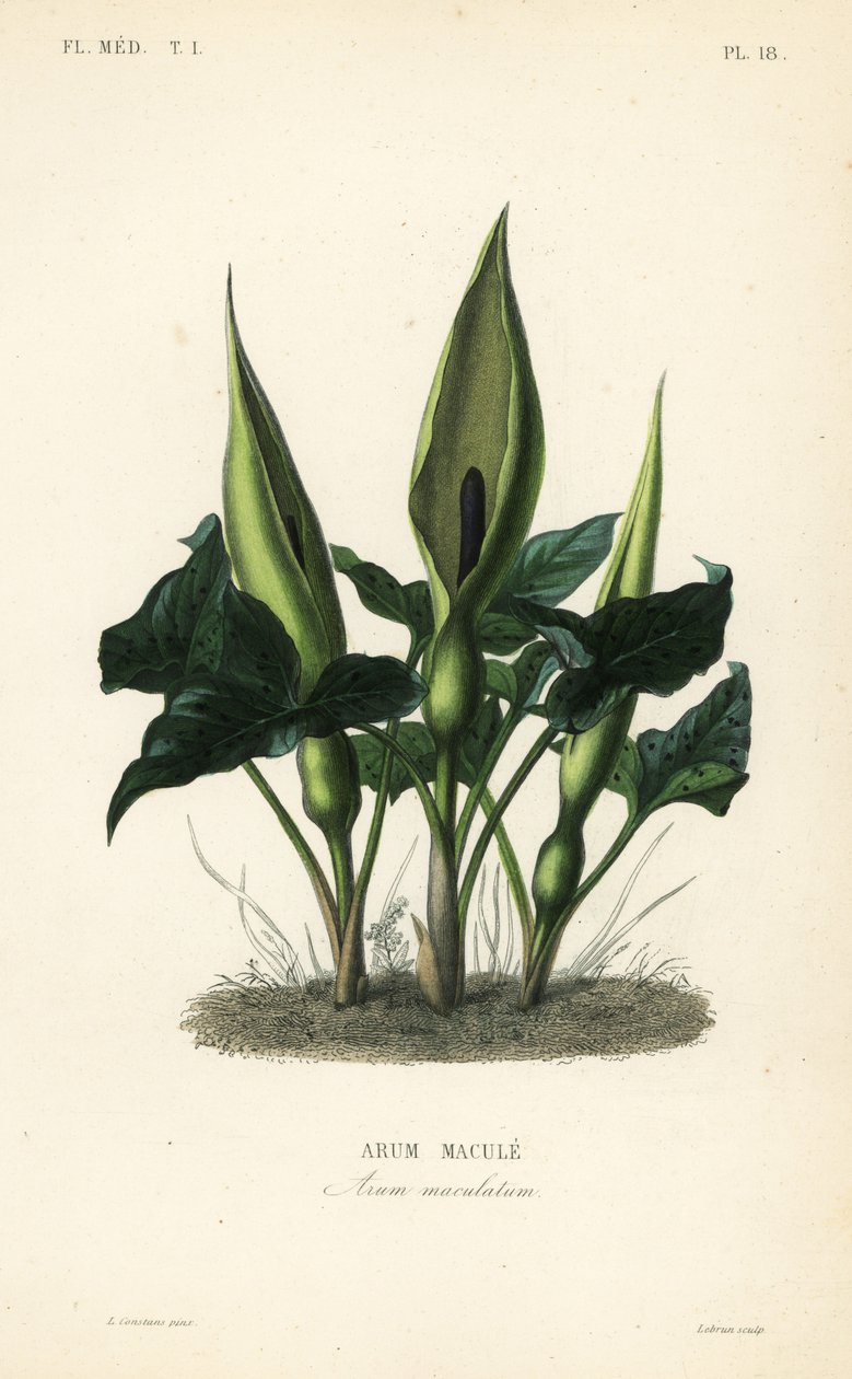 Gefleckter Aronstab, Arum maculatum von Unbekannt