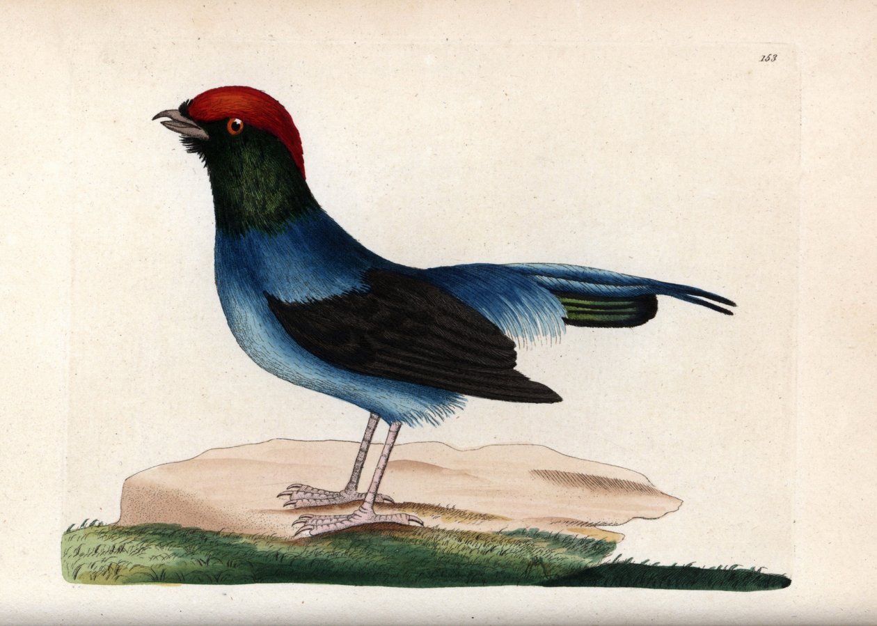 Wunderbarer Manakin (Chiroxiphia linearis). Unsigned Illustration (George Shaw und Frederick Nodder). Lithographie in The Naturalist