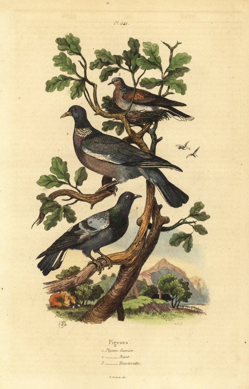 Ringeltaube, Columba palumbus, Stadttaube, Columba livia und Turteltaube, Streptopelia risoria von Unbekannt