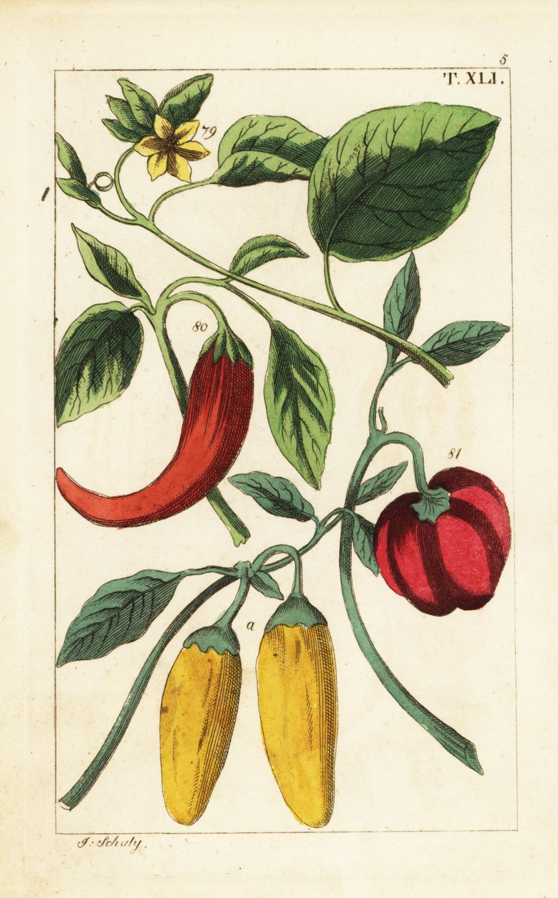 Gelbe und rote Paprikaschoten, Capsicum annuum von Unbekannter Künstler