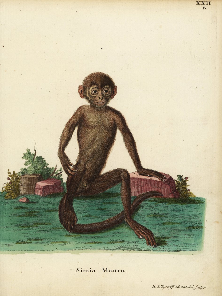 Junger Bandlangur, Presbytis femoralis. Simia maura. Handkolorierte Kupferstichzeichnung und Gravur nach der Natur von Hermann Jakob Tyroff aus Johann Christian Daniel Schrebers Tierillustrationen nach der Natur von Unbekannter Künstler