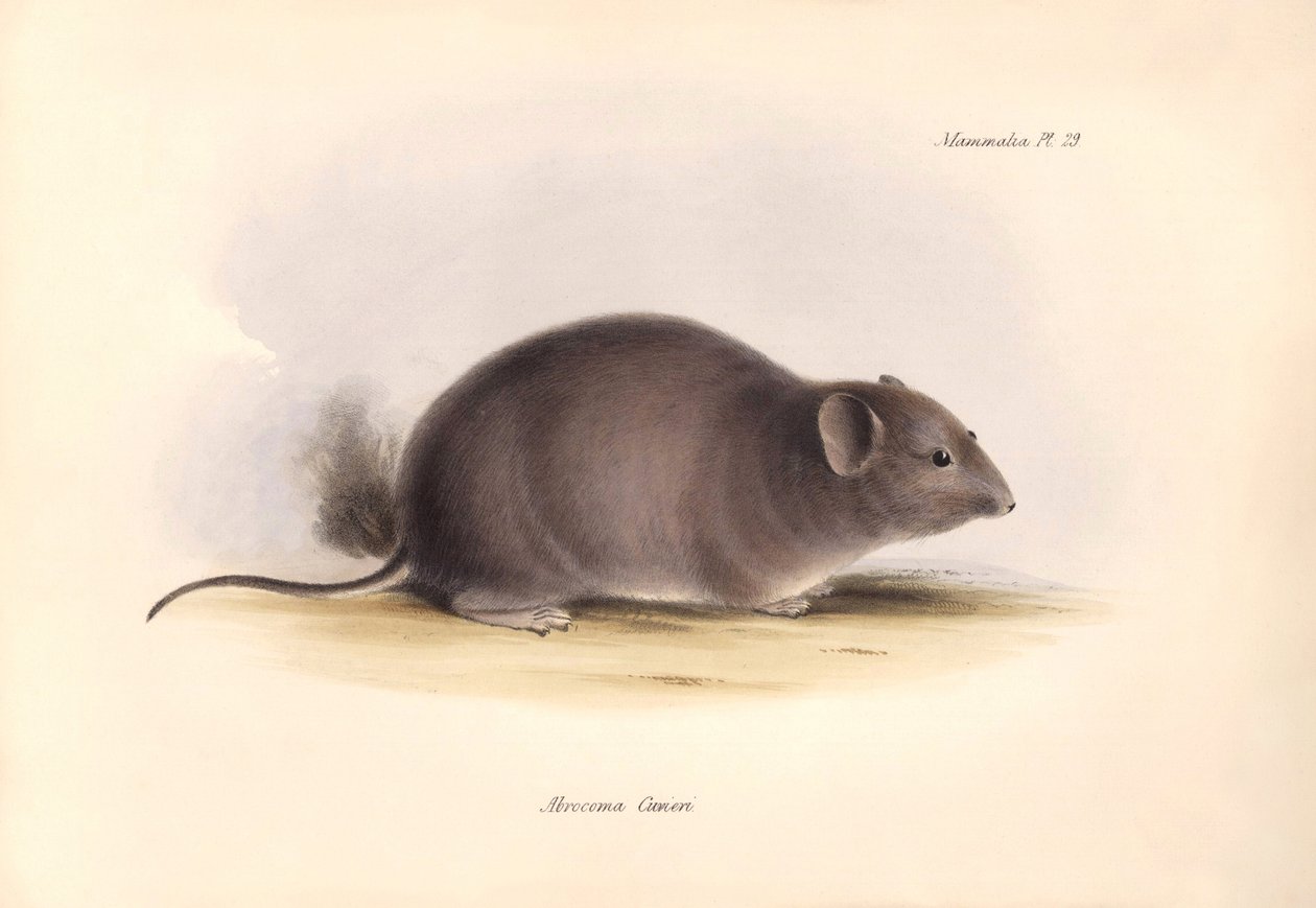 Zoologie: Der „Arocoma Cuvieri“ oder Abocoma de Cuvier beschrieben von Charles Darwin während seiner Forschungsreise an Bord der Beagle. Tafel aus „The Zoology of the voyage of H.M.S. Beagle under the command of Captain Fitzroy during the years 1832 to 183 von Unbekannter Künstler