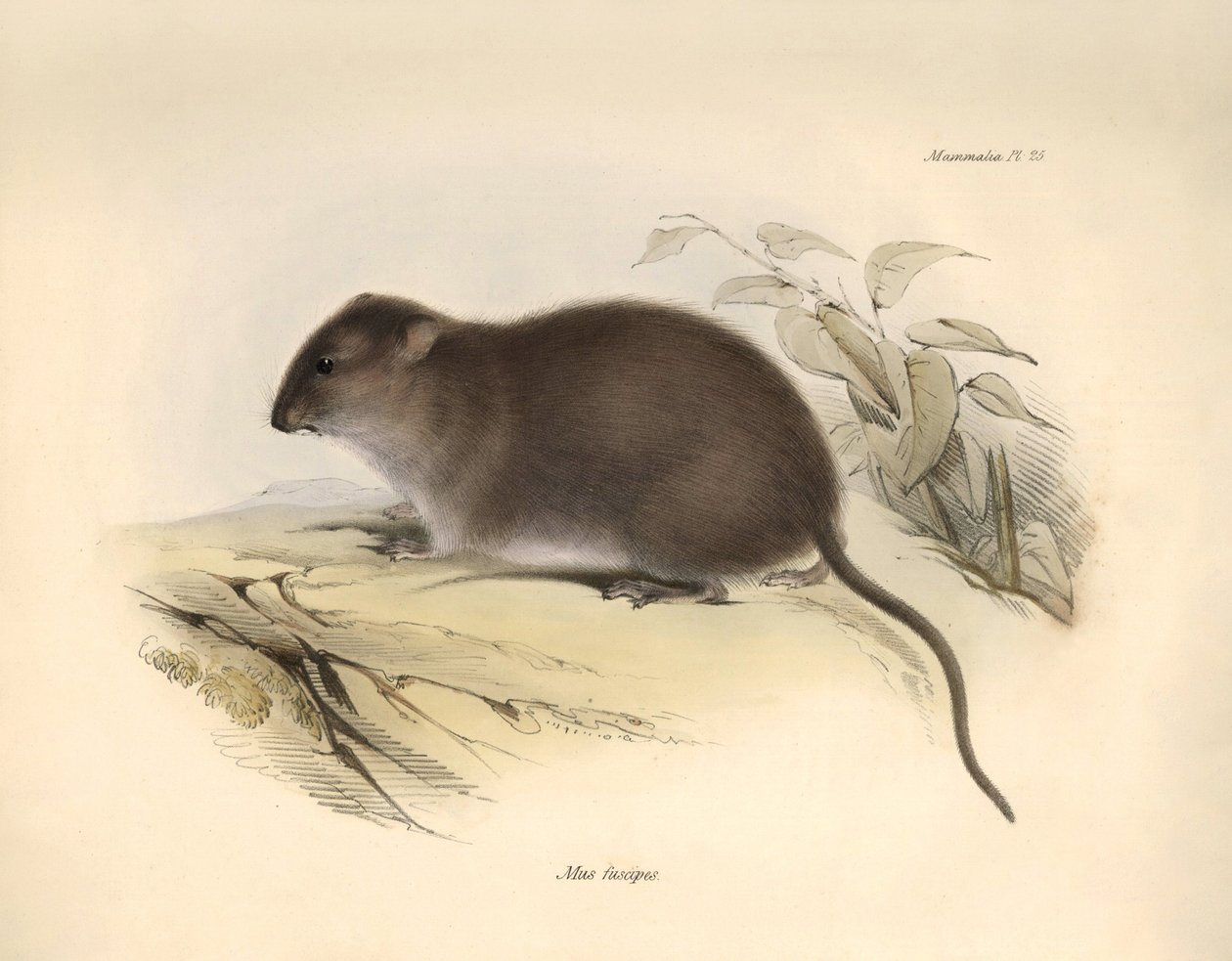 Zoologie: Der „Mus fuscipes“ oder Nager der australischen Küste beschrieben von Charles Darwin während seiner Forschungsreise an Bord der Beagle. Tafel aus „The Zoology of the voyage of H.M.S. Beagle under the command of Captain Fitzroy during the years 18 von Unbekannter Künstler