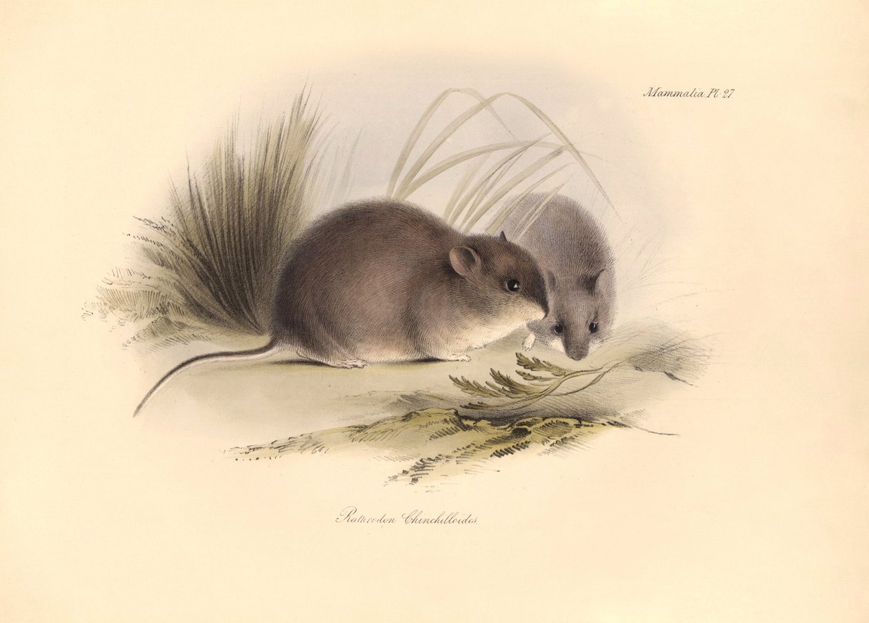 Zoologie: Der „Reithrodon Chinchilloides“ oder Chinchilla von Patagonien, beschrieben von Charles Darwin während seiner Forschungsreise an Bord der Beagle. Tafel aus „The Zoology of the voyage of H.M.S. Beagle under the command of Captain Fitzroy during th von Unbekannter Künstler