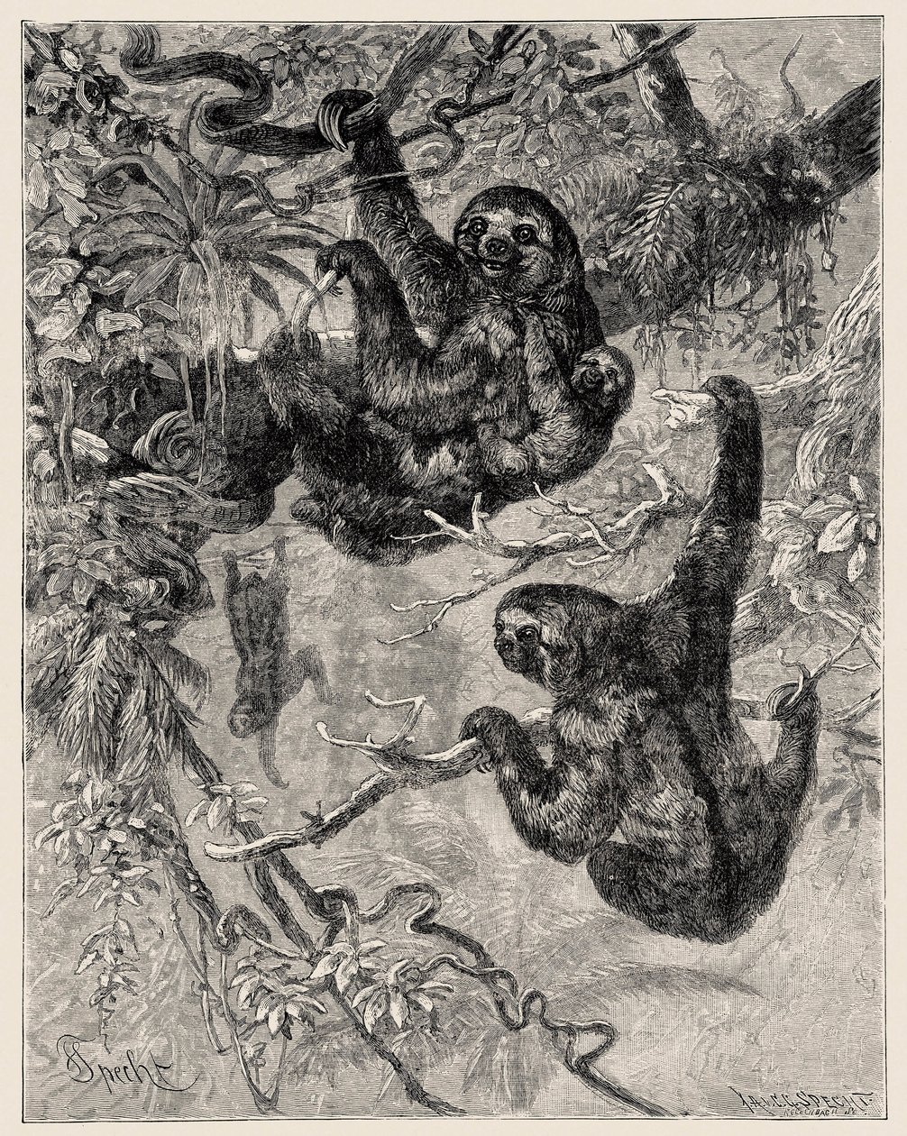 Zoologie: Faultier (Ai - Bradypus tridactylus) beschrieben und illustriert von Carlo Vogt und Federico Specht in „Illustrierte Naturgeschichte: Säugetiere“ 1884 von Unbekannter Künstler