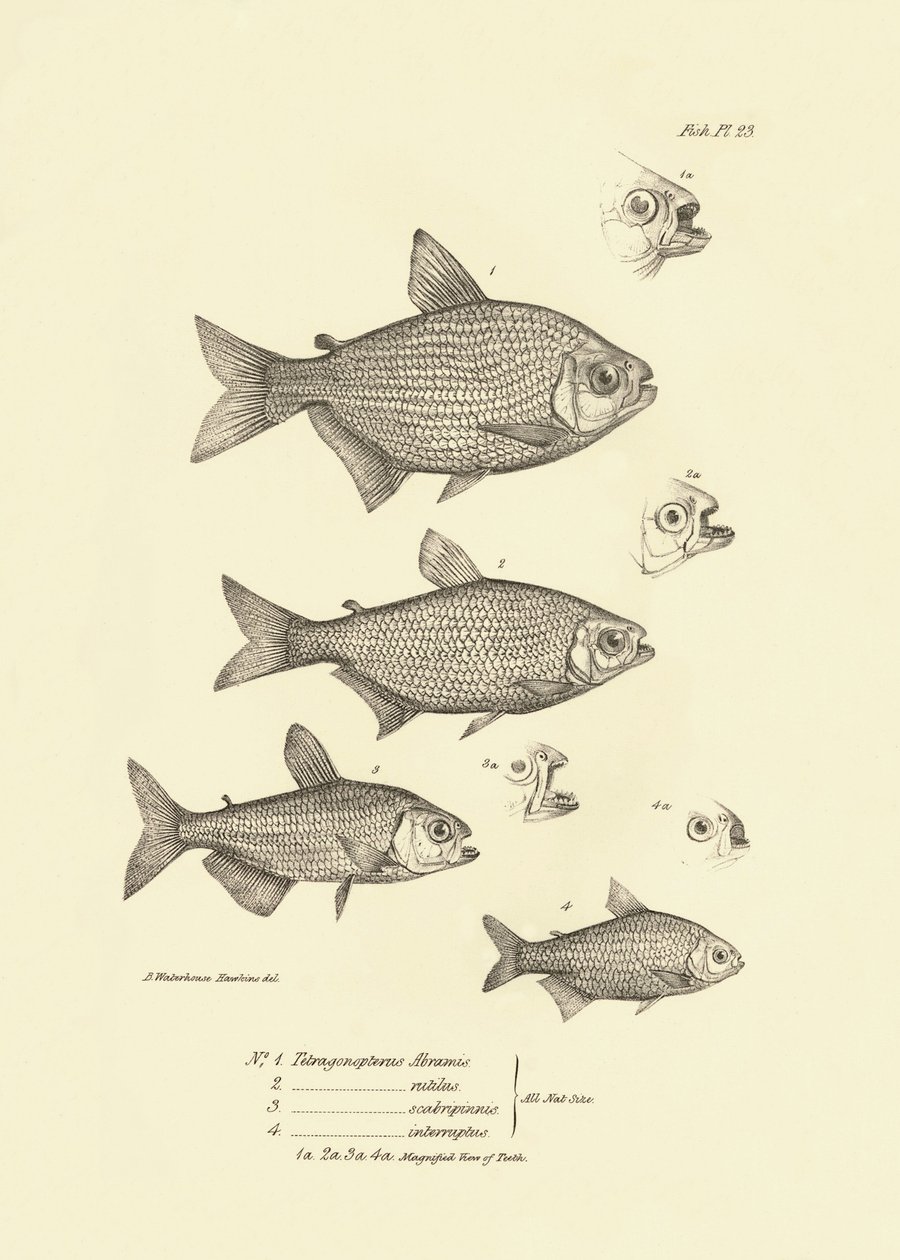 Zoologie: Darstellung des Fisches „Tetragonopterus Abramis, rutilus, scabripinnis, interruptus“ beschrieben von Charles Darwin während seiner Reise an Bord der Beagle. Tafel aus „The zoology of the voyage of H.M.S. Beagle under the command of Captain Fitzr von Unbekannter Künstler