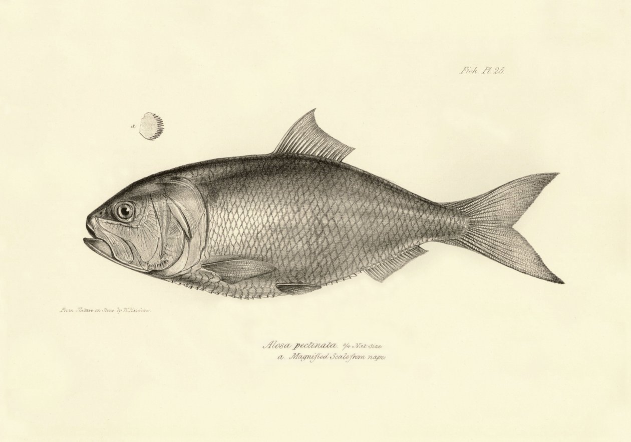 Zoologie: Darstellung des Fisches „Alosa pectinata“ beschrieben von Charles Darwin während seiner Reise an Bord der Beagle. Tafel aus „The zoology of the voyage of H.M.S. Beagle under the command of Captain Fitzroy during the years 1832-1836“ von Unbekannter Künstler