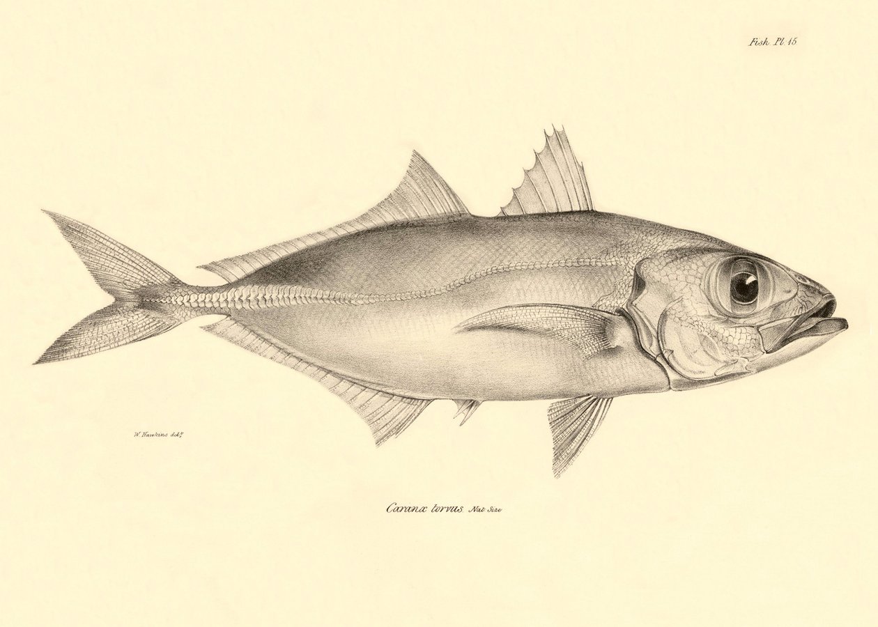Zoologie: Darstellung des Fisches „Caranx torvus“ beschrieben von Charles Darwin während seiner Reise an Bord der Beagle. Tafel aus „The zoology of the voyage of H.M.S. Beagle under the command of Captain Fitzroy during the years 1832-1836“ von Unbekannter Künstler