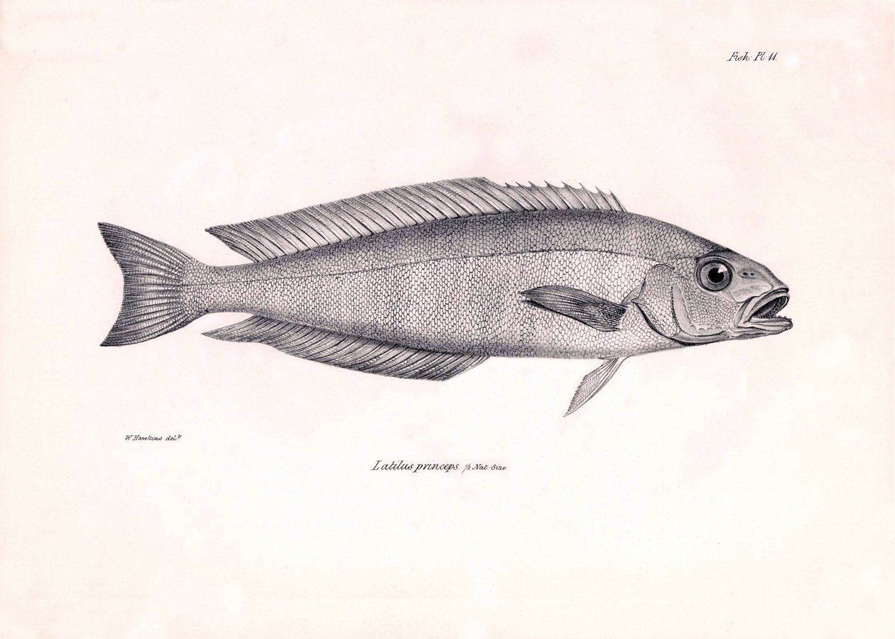 Zoologie: Darstellung des Fisches Latilus princeps, beschrieben von Charles Darwin während seiner Reise an Bord der Beagle. Tafel aus Die Zoologie der Reise der H.M.S. Beagle unter dem Kommando von Kapitän Fitzroy in den Jahren 1832-1836 von Unbekannter Künstler