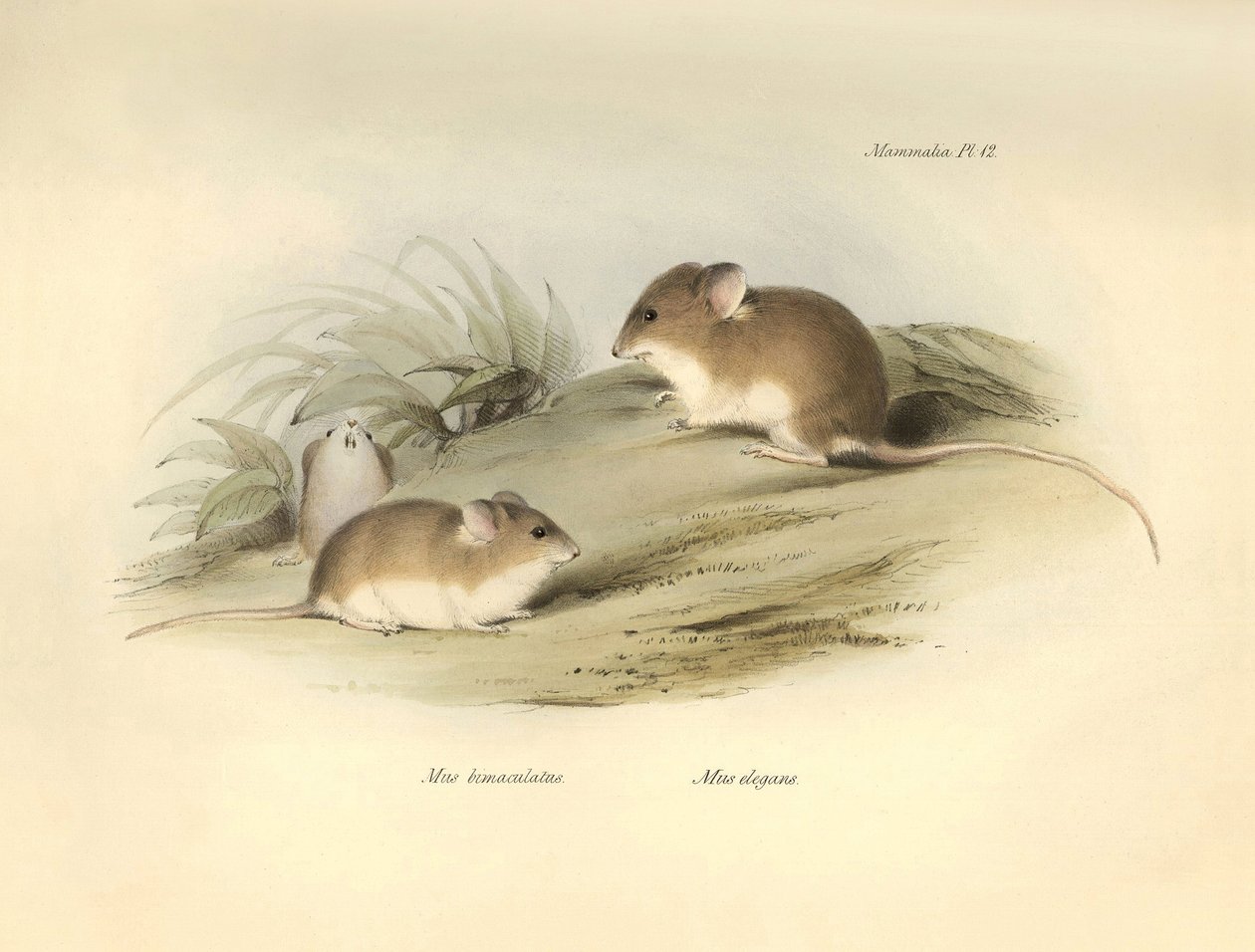 Zoologie: der „Mus albimaculatus“ und „Mus elegans“ (Maus) beschrieben von Charles Darwin während seiner Forschungsreise an Bord der Beagle. Tafel aus „The Zoology of the voyage of H.M.S. Beagle under the command of Captain Fitzroy during the years 1832 to von Unbekannter Künstler