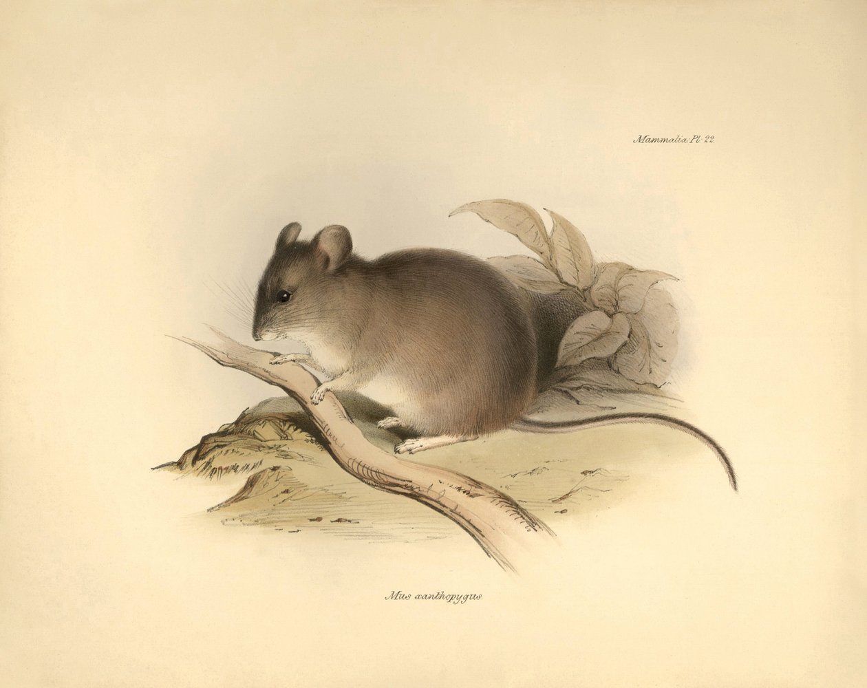 Zoologie: Die „Mus xanthopygus“ oder xanthopygus Maus, beschrieben von Charles Darwin während seiner Forschungsreise an Bord der Beagle. Tafel aus „The Zoology of the voyage of H.M.S. Beagle under the command of Captain Fitzroy during the years 1832 to 183 von Unbekannter Künstler