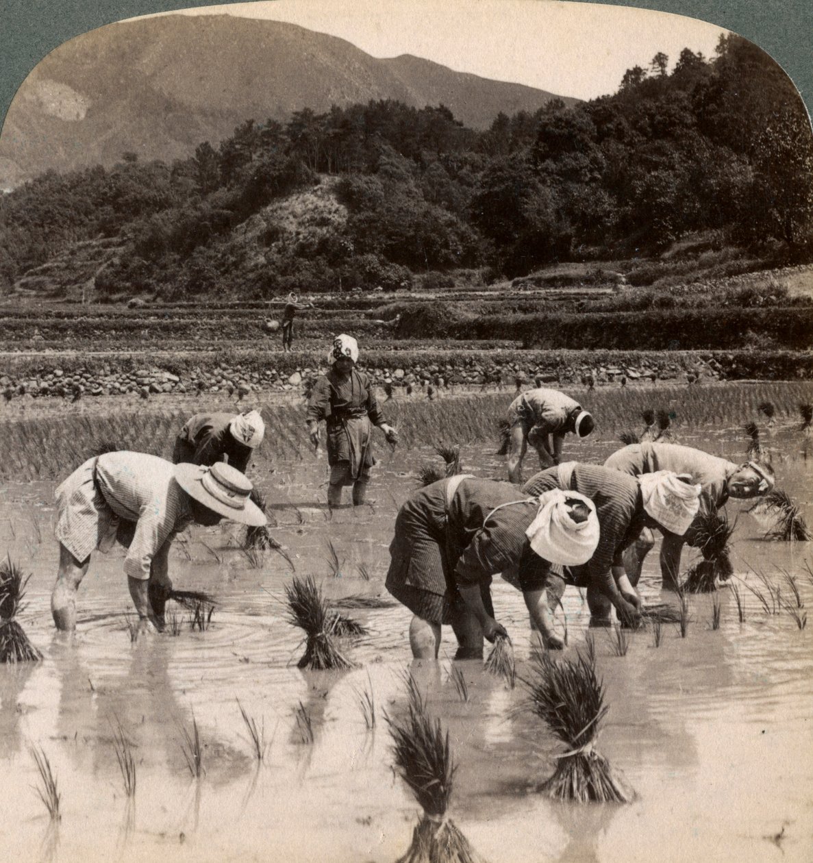 Landarbeiter beim Umpflanzen von Reissetzlingen in der Nähe von Kyoto, Japan von Underwood and Underwood