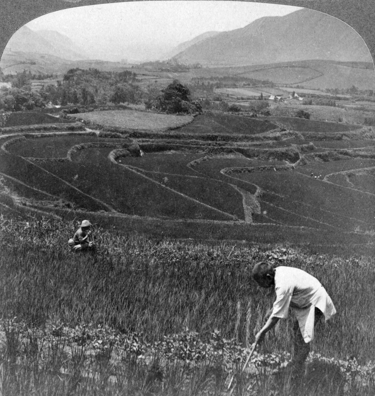 Fruchtbare Reisfelder im alten Krater von Aso-San, Japan, 1904 von Underwood and Underwood