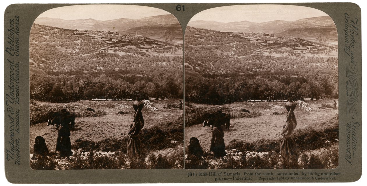 Der Hügel von Samaria, von Süden, umgeben von Feigen- und Olivenhainen, Palästina, 1900 von Underwood and Underwood
