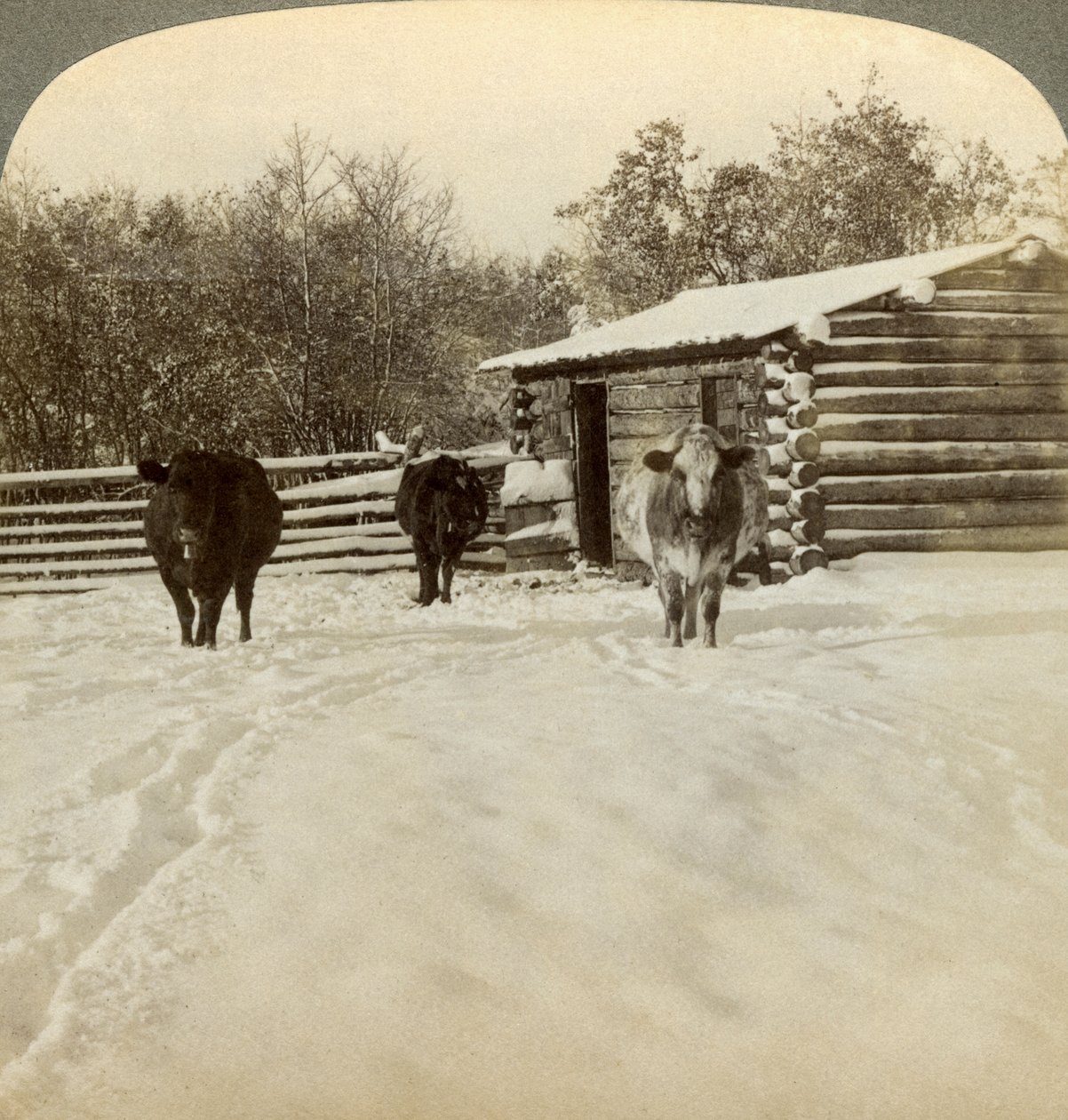 Winter auf einer Ranch, Montana, USA von Underwood and Underwood