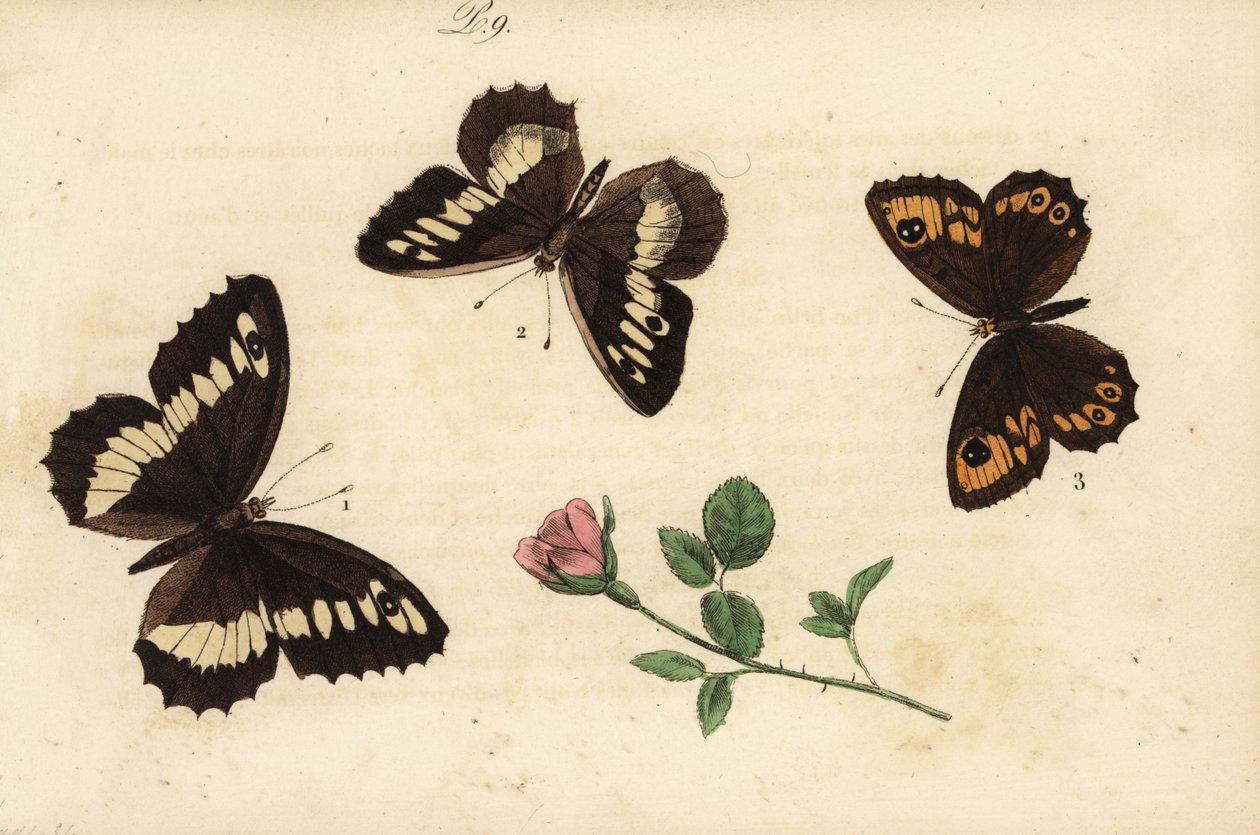 Weißer Waldportier, Brintesia circe 1, Einsiedler, Chazara briseis 2, und Mauerfuchs, Lasiommata maera 3 von Unknown