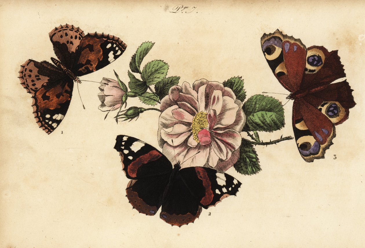Distelfalter, Vanessa cardui 1, Admiral, Vanessa atalanta 2, und Tagpfauenauge, Aglais io 3 von Unknown