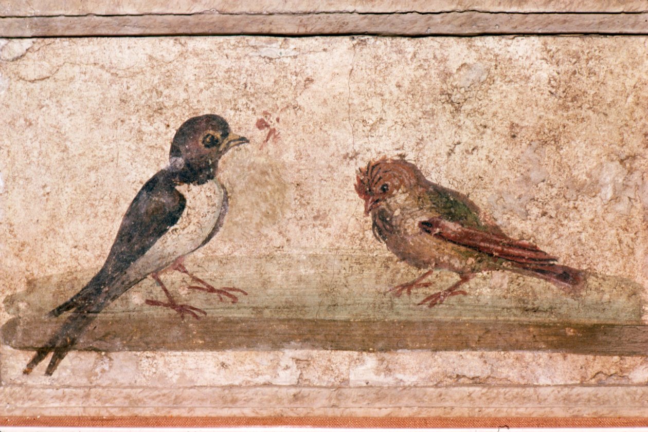 Schwalbe und Spatz, römisches Wandgemälde aus Boscoreale bei Pompeji, 1. Jahrhundert von Unknown