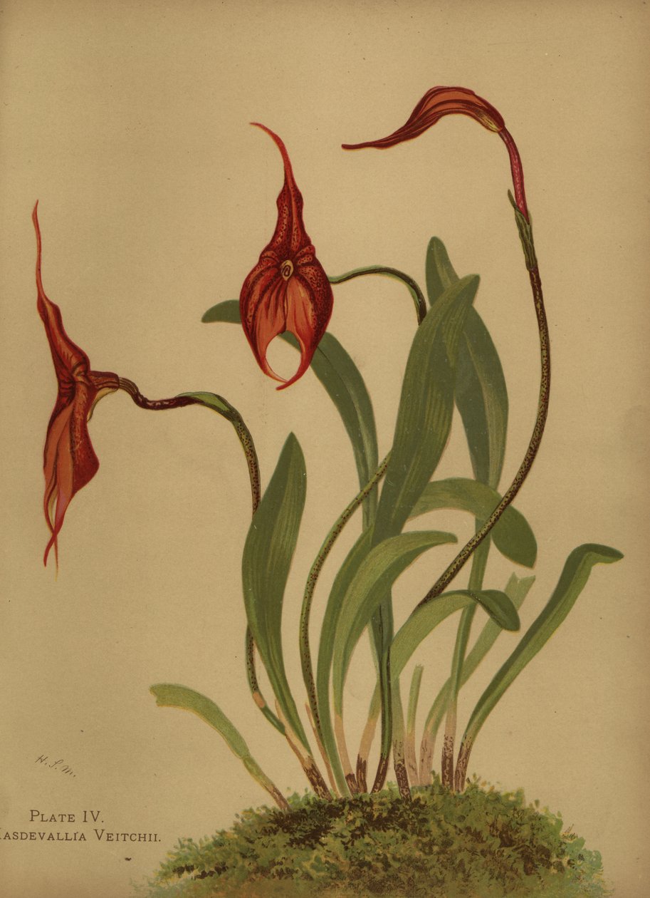 Veitchs Masdevallia oder König der Masdevallias, Masdevallia veitchiana von Unknown
