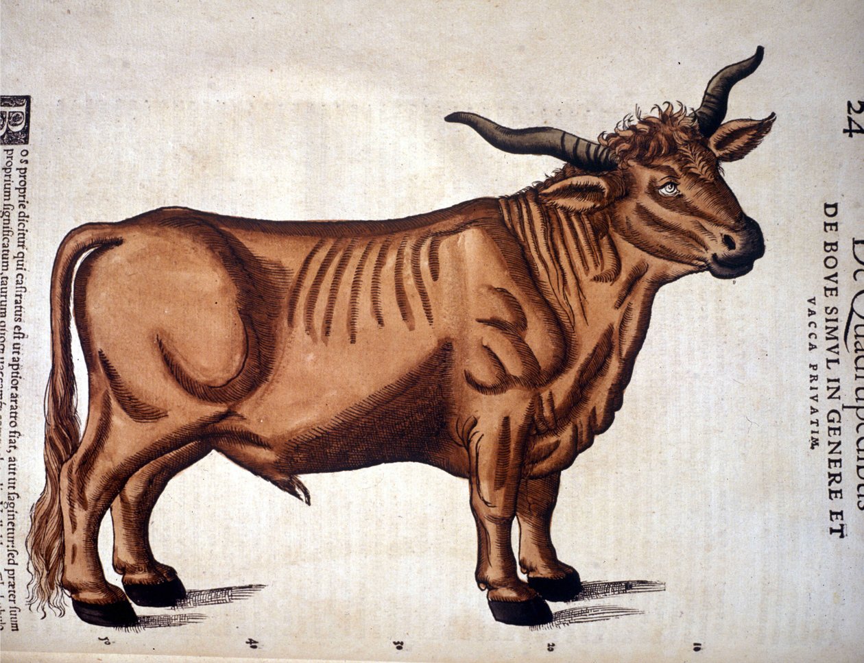 Ein Rind aus der Historia Animalium von Conrad Gesner, Tiguri 1560. Biblioteca Nazionale Braidense. Mailand von Unknown artist