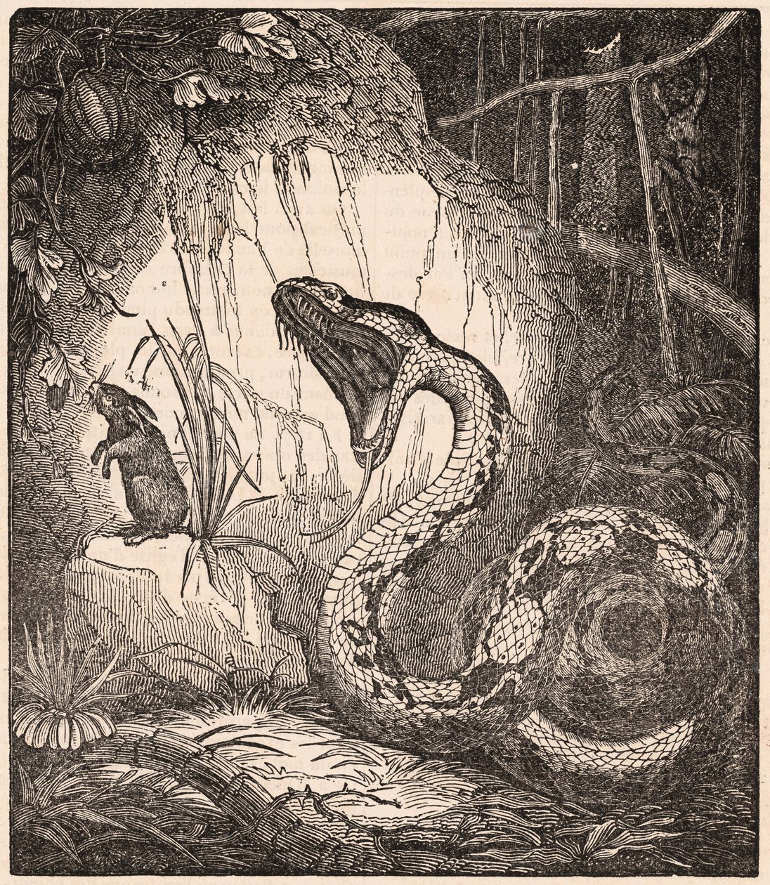 Eine Boa Constrictor öffnet das Maul, um ein Kaninchen zu verschlingen von Unknown Artist
