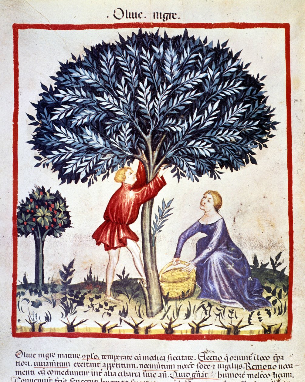 Ein Mann klettert auf einen Olivenbaum, um schwarze Oliven zu pflücken. Illumination aus dem Buch der Medizin und Diätetik „Tacuinum sanitatis“ von Unknown artist