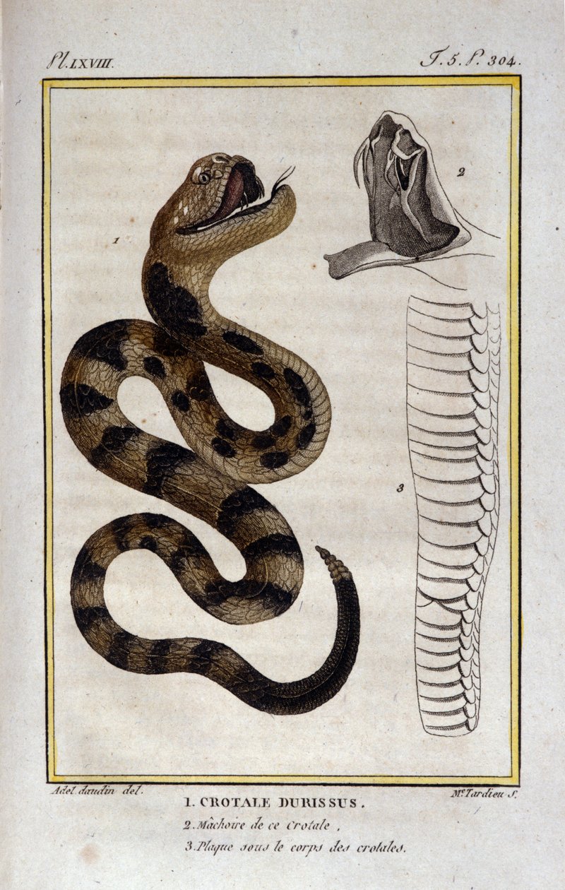 Eine Klapperschlange. Tafel aus einem Naturgeschichtswerk von Georges Louis Leclerc, Graf von Buffon (1707 - 1788). 19. Jahrhundert von Unknown artist