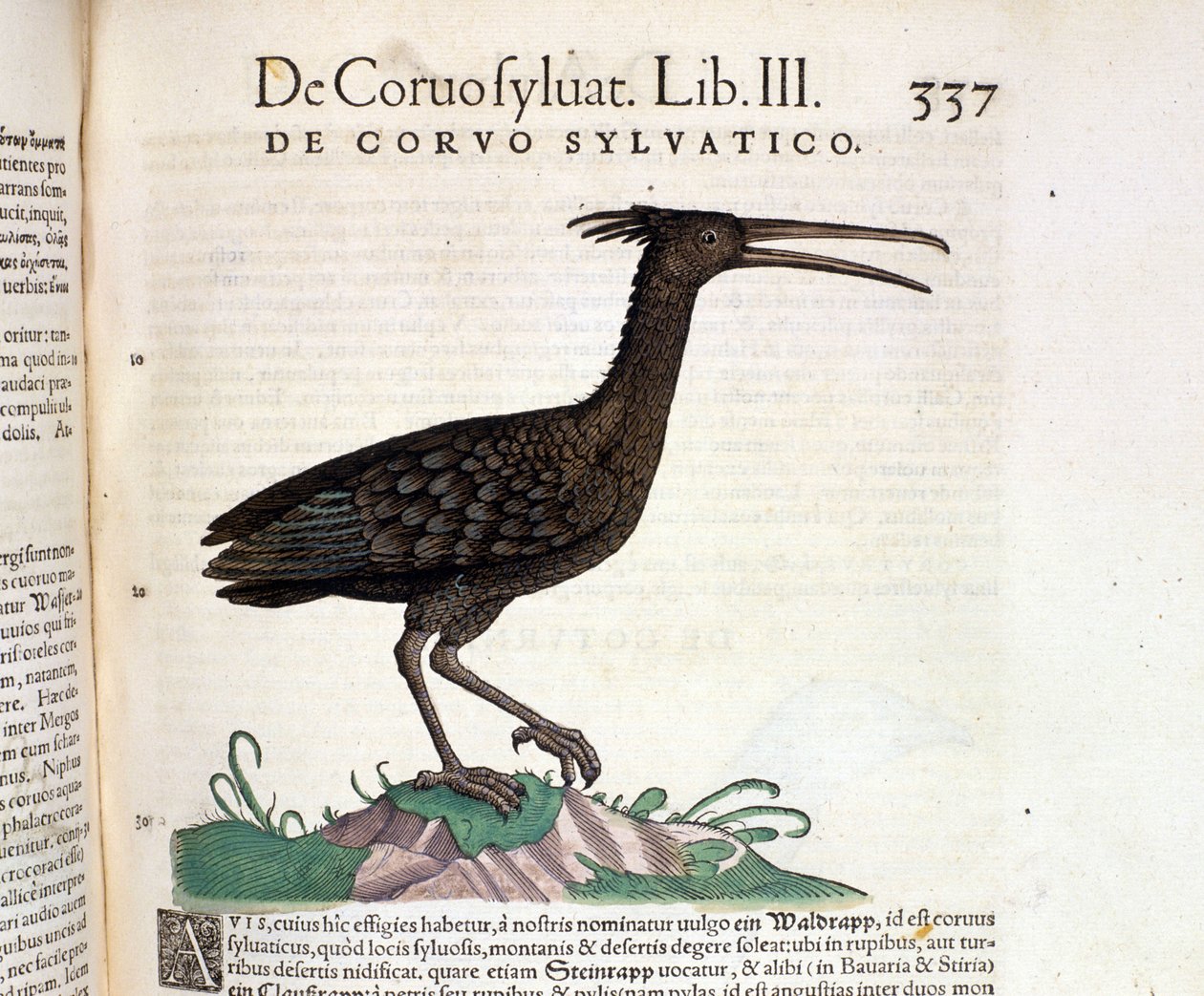 Ein wilder Rabe aus der Historia Animalium von Conrad Gesner, Tiguri 1560. Biblioteca nazionale Braidense. Mailand von Unknown artist