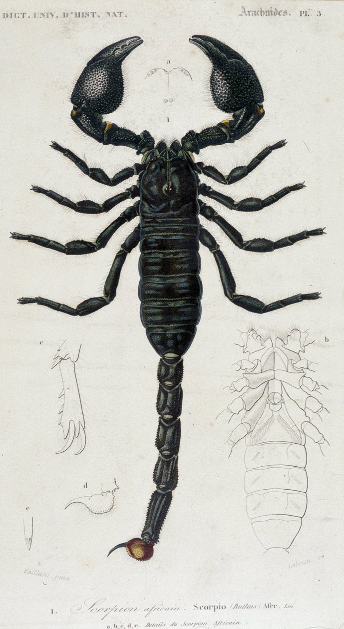 Afrikanischer Skorpion - Naturgeschichtstafel von Unknown artist