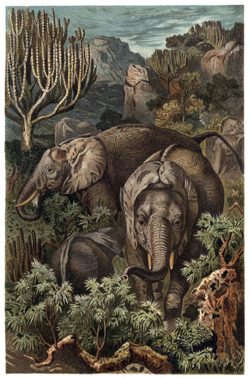 Afrikanischer Elefant (Loxodonta) - Afrikanischer Elefant (Loxodonta) - Gravur aus „Brehms Tierleben“ von Alfred Edmund Brehm (1829-1884) von Unknown artist