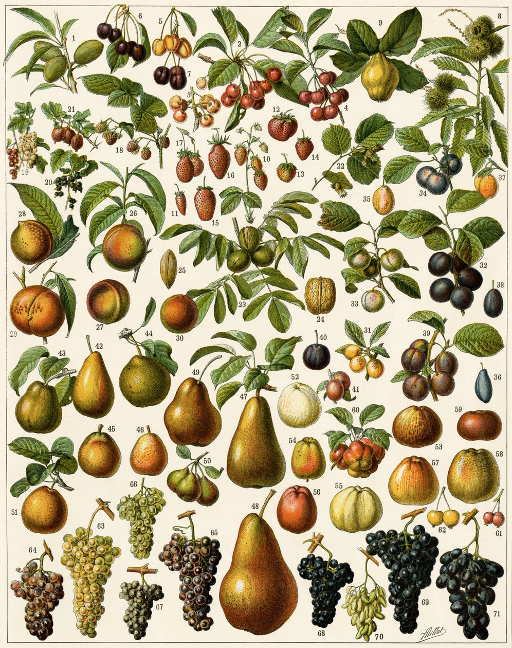 Landwirtschaft: Botanische Tafel mit essbaren Früchten (Kirsche, Himbeere, Erdbeere, Blaubeere, Pfirsich, Aprikose, Nüsse, Trauben, Birne, Haselnuss, Feige, Apfel, Pflaume...) von Unknown artist