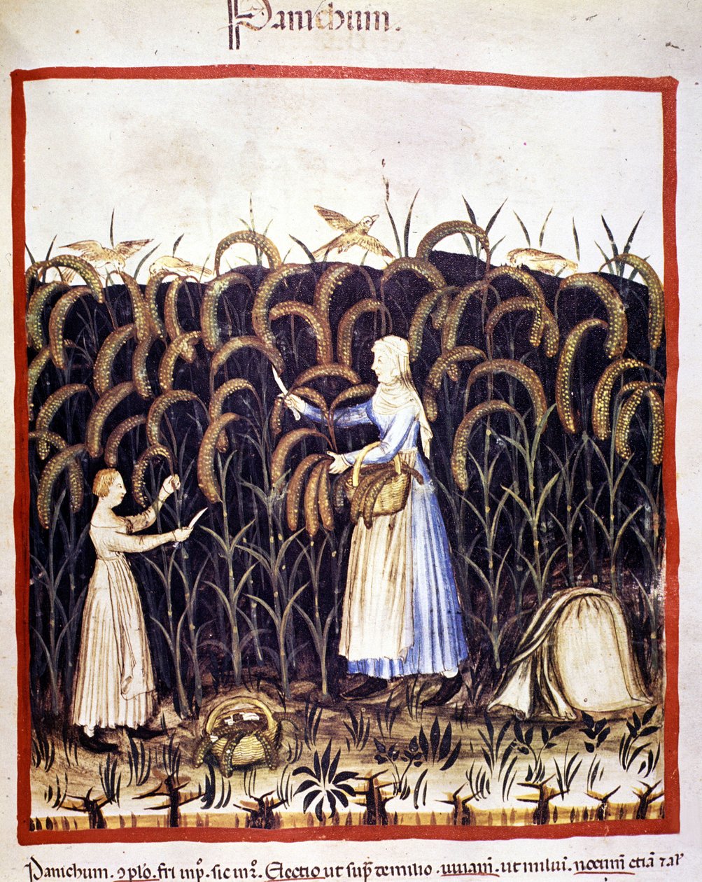 Landwirtschaft. Recolle Panik (Getreide). Illumination aus der Milch der Medizin und Diätetik „Tacuinum sanitatis“ von Unknown artist