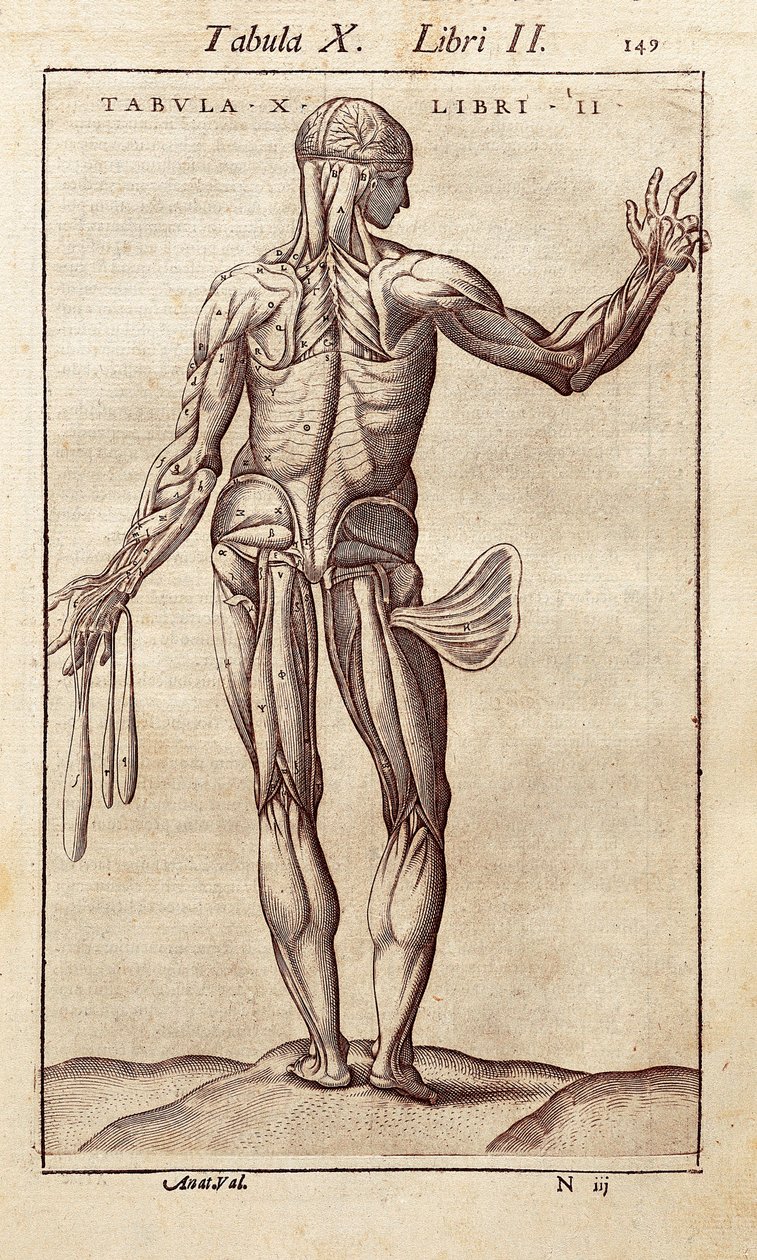 Anatomische Tafel, die einen Mann von hinten darstellt. Gravur in "Anatomia Corporis Humani" von Juan Valverde De Amusco (1525-1588). Barcelona. Biblioteca de Catalunya (Nationalbibliothek von Katalonien, Barcelona). von Unknown artist