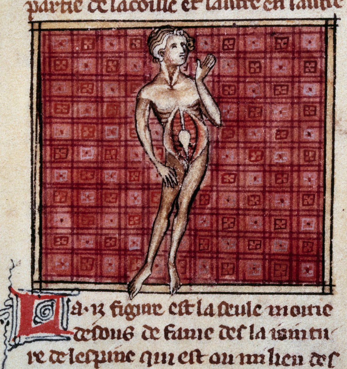 Anatomische Figuren: Männlicher und weiblicher Körper, offener Bauch (Detail) von Unknown artist
