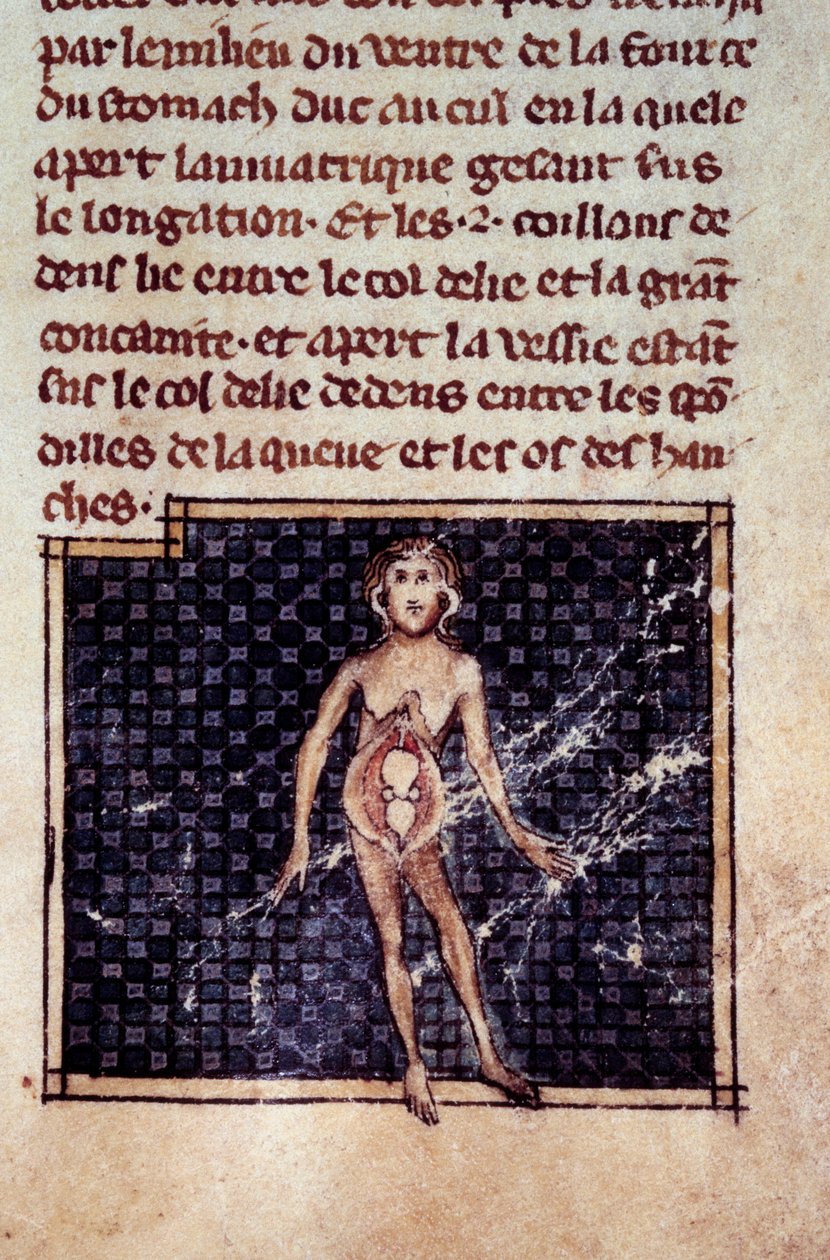 Anatomische Figuren: männliche und weibliche Körper, geöffneter Bauch, Detail der Frau. Miniatur aus dem Manuskript „Chirurgie“ von Henri de Mondeville von Unknown artist