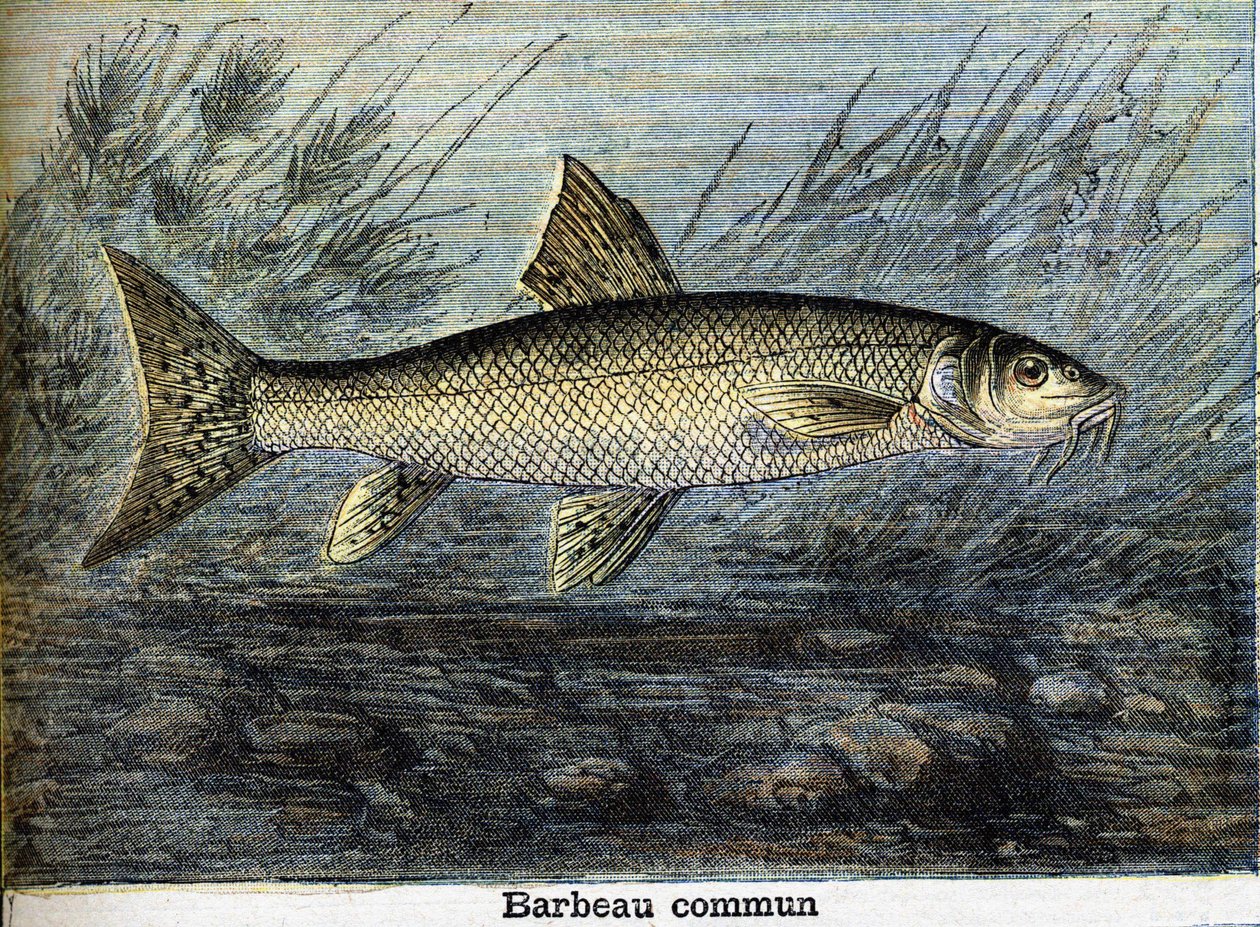Gemeiner Barbe. Gravur von 1897 von Unknown artist